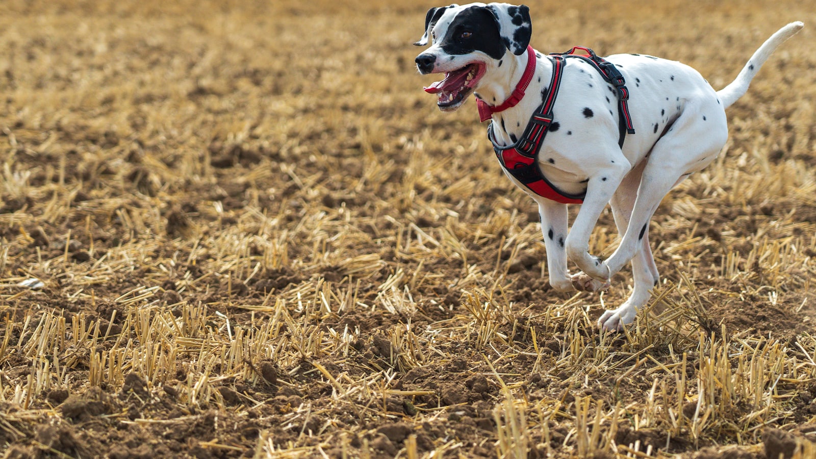 black and white dalmatian dog walking on brown grass field during daytime