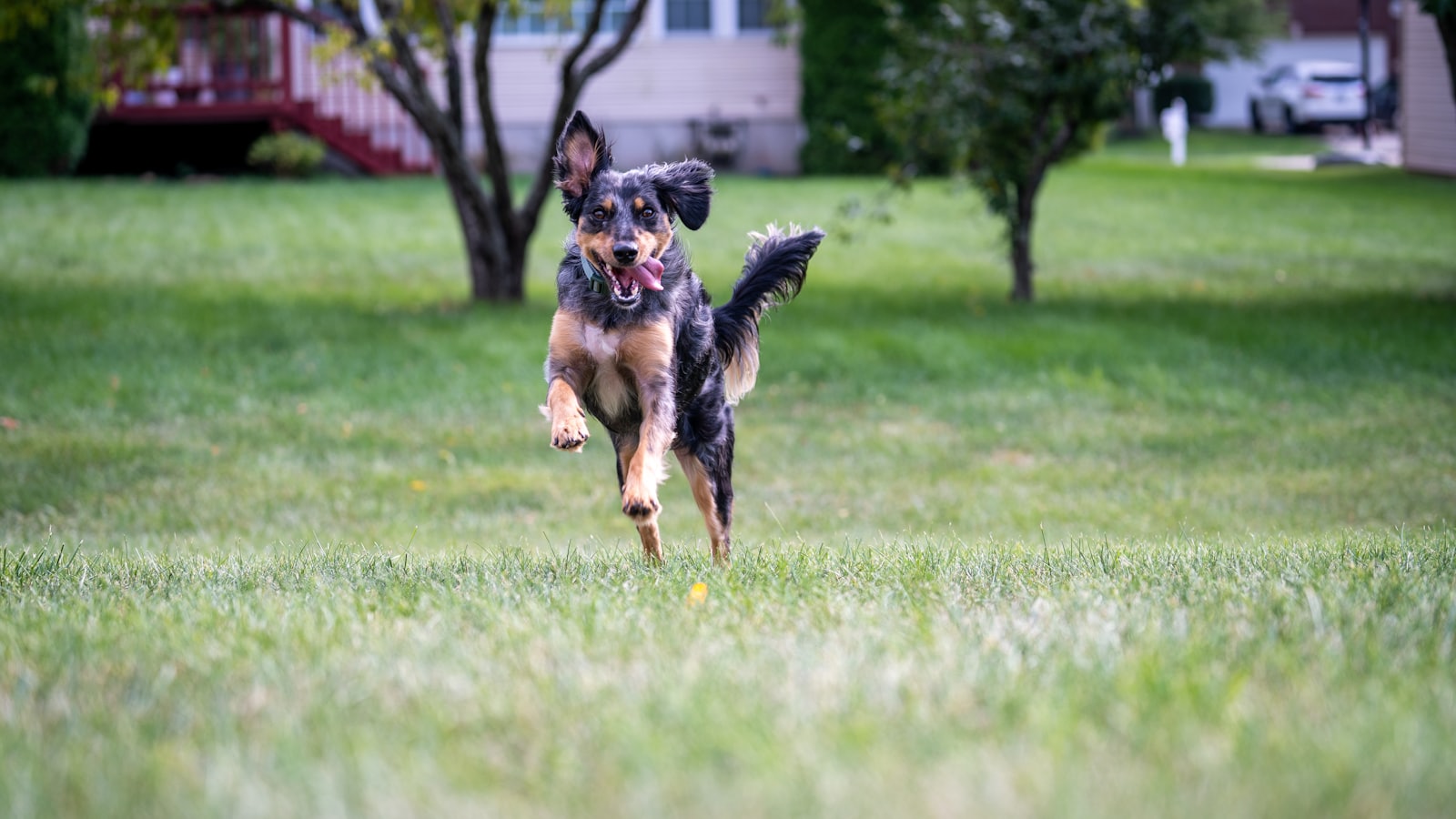 black and tan german shepherd running on green grass field during daytime