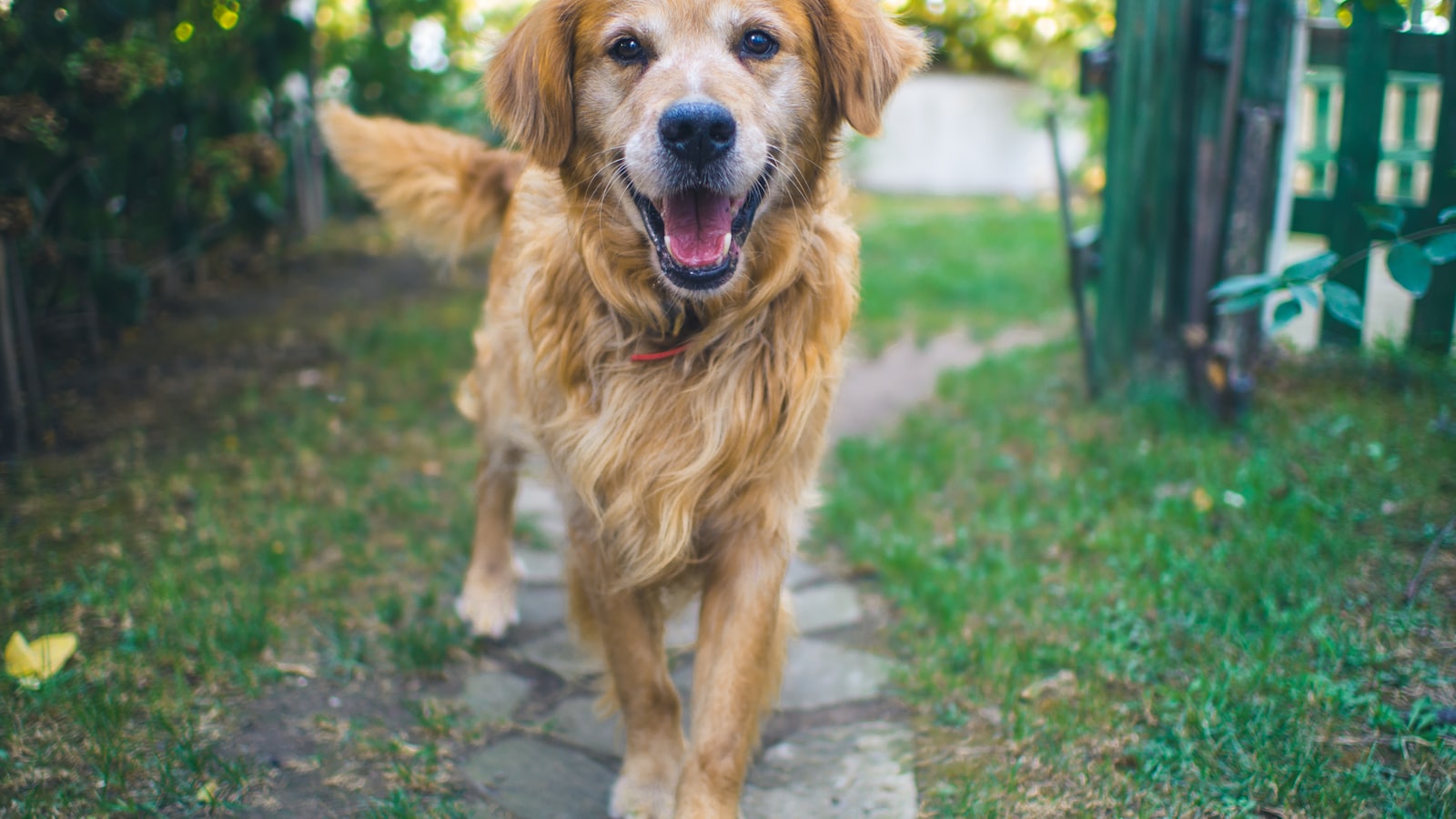 dog standing on pavement