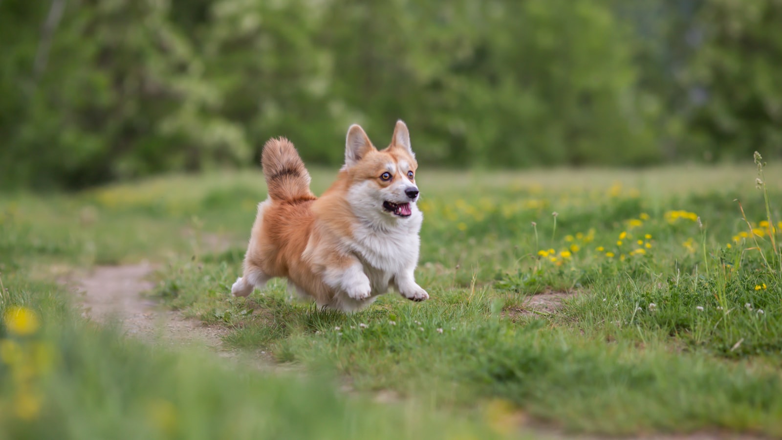 a brown and white dog running across a grass covered field