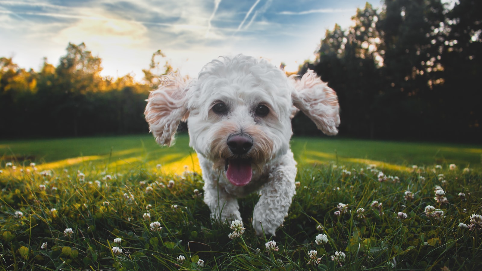 close-up photo of white medium-coated dog running on grass field during daytime