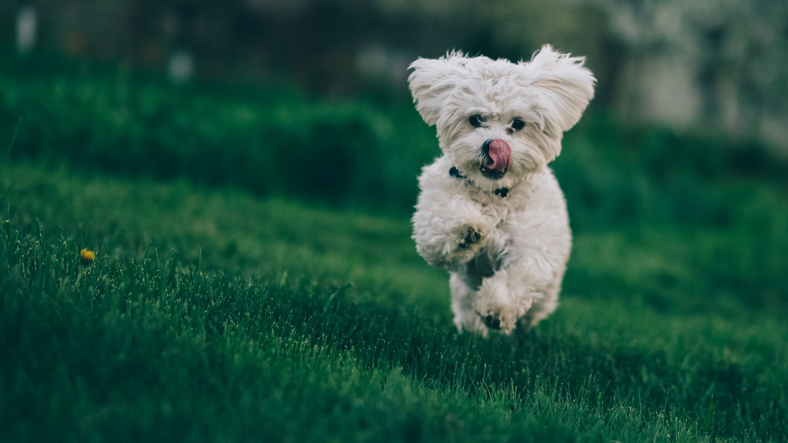 selective focus photography of white dog running on green grass