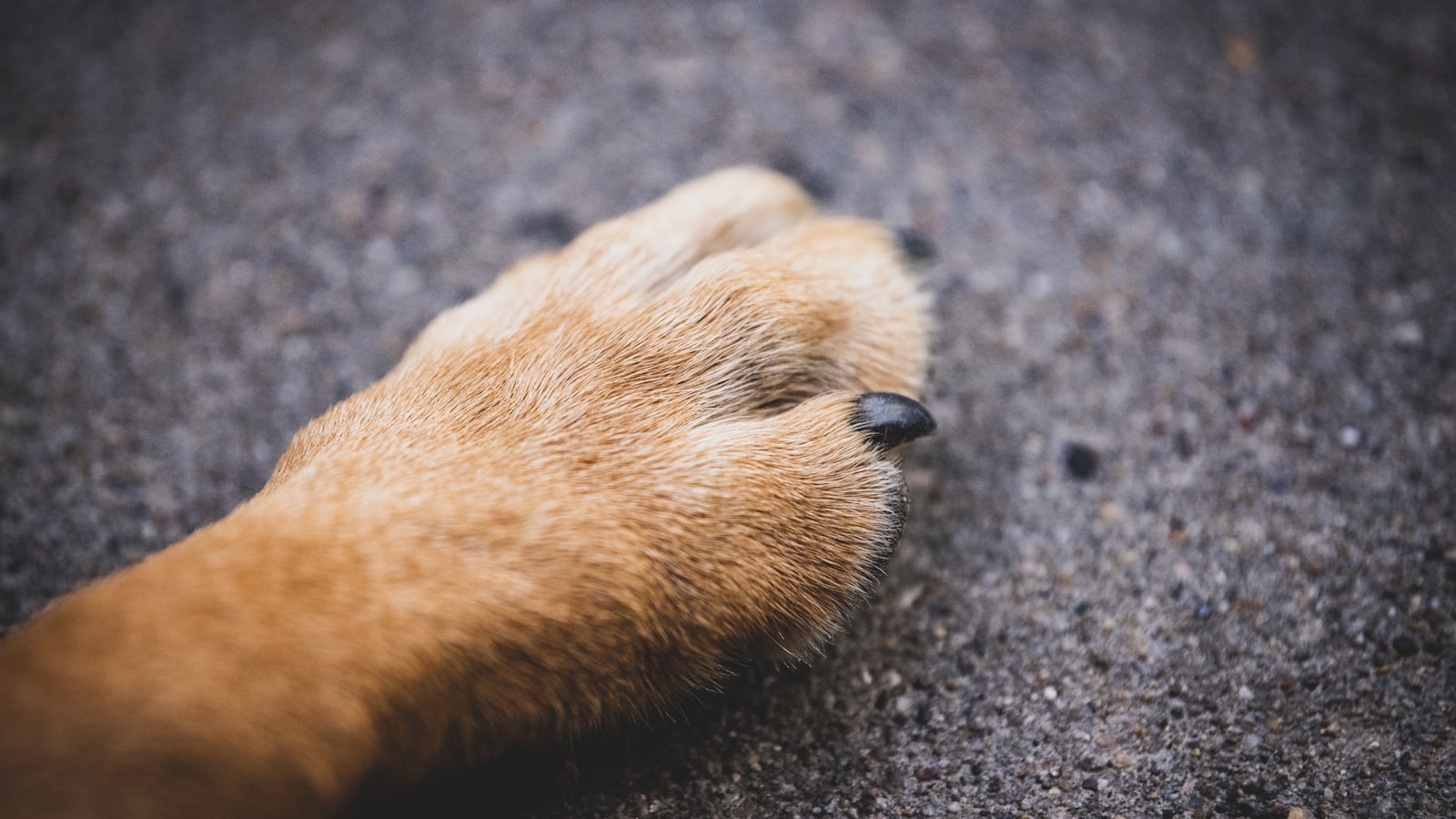 a small furry animal on the ground