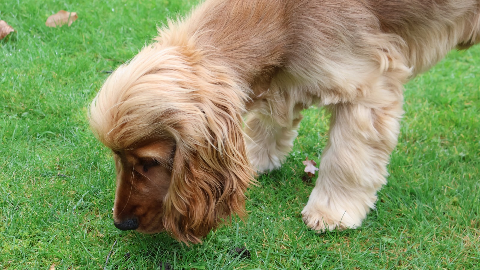 A golden cocker spaniel sniffs the grass