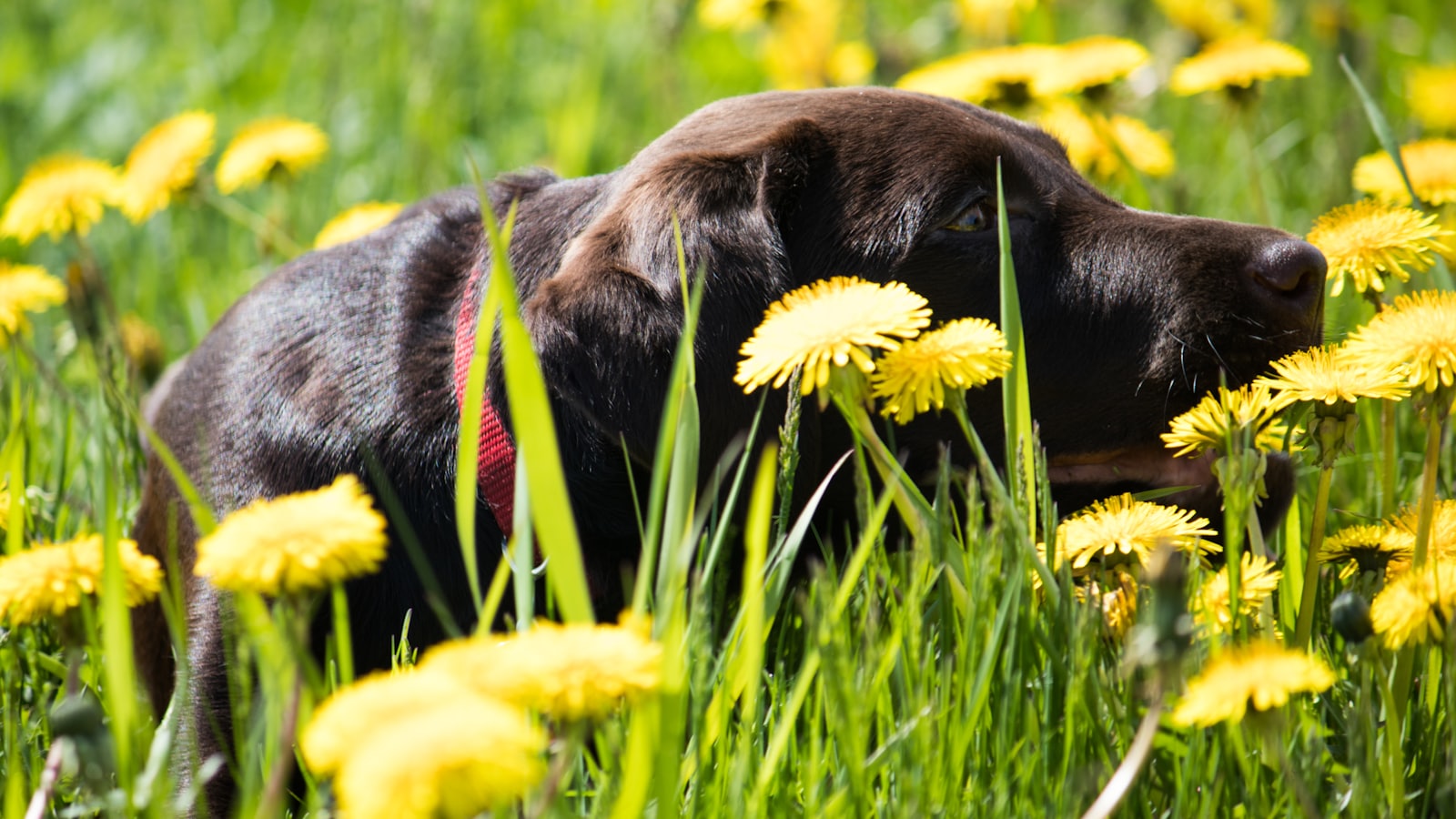 black labrador retriever lying on green grass field during daytime