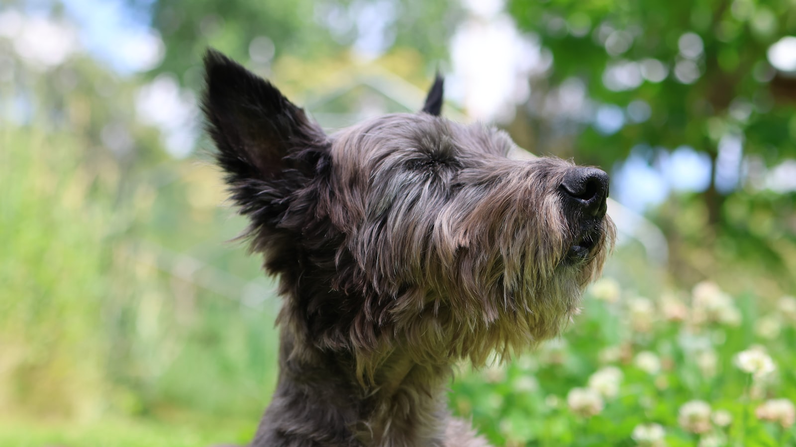 A shaggy gray dog looking up in a green garden.