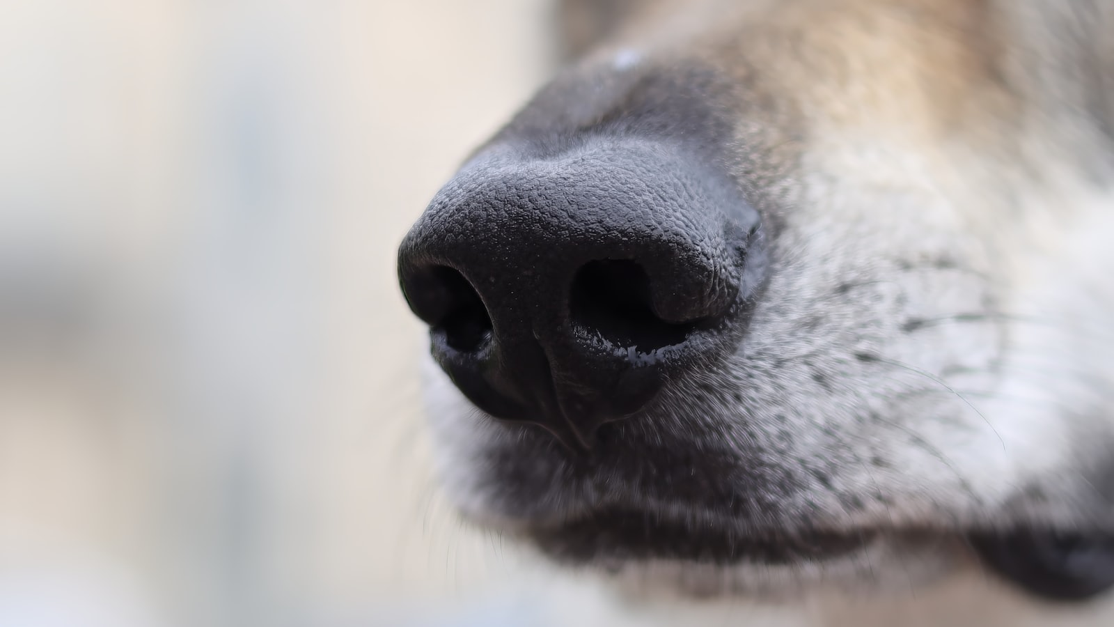 A close up of a dog's nose with a blurry background