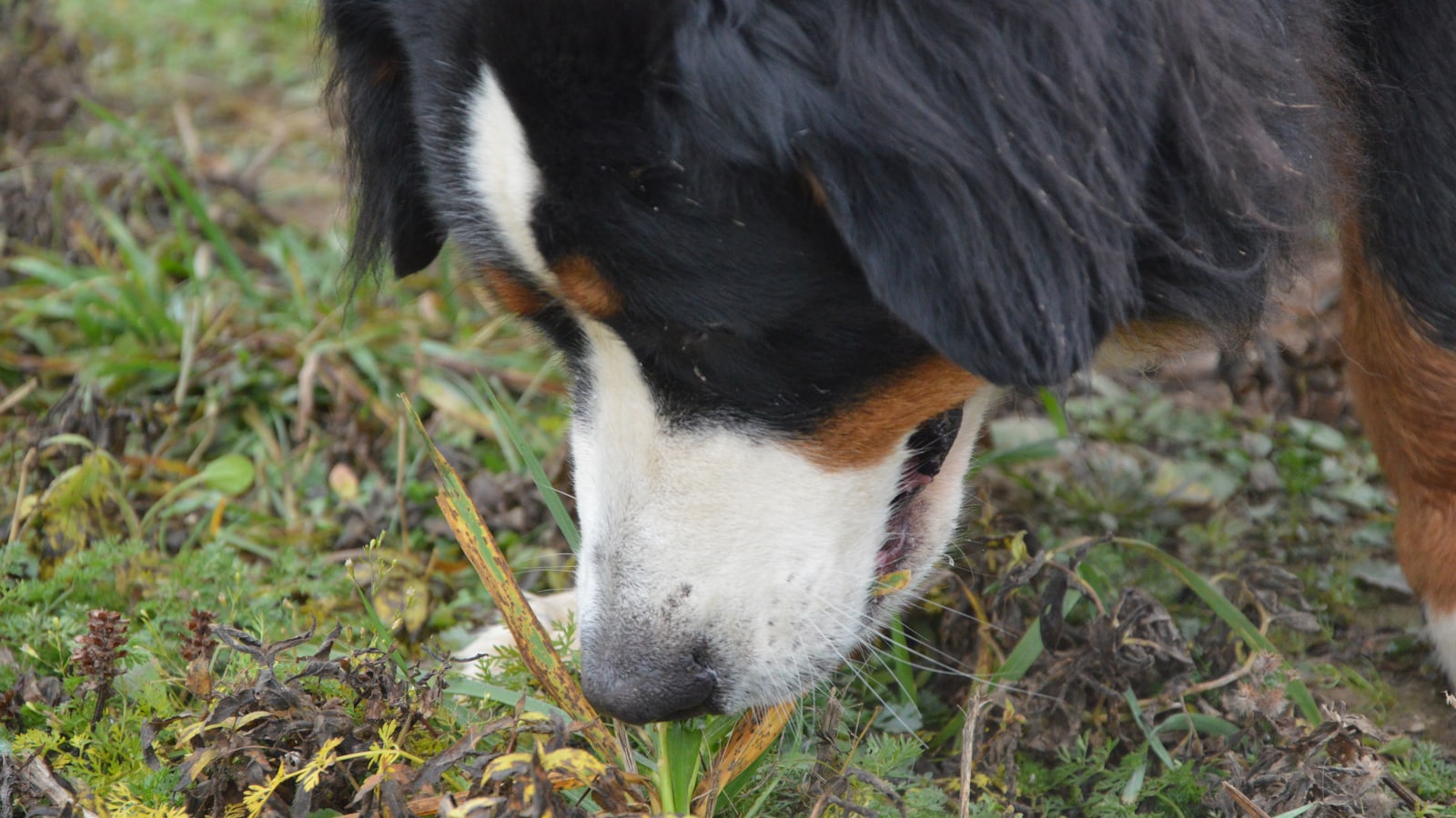 A close up of a dog sniffing the ground