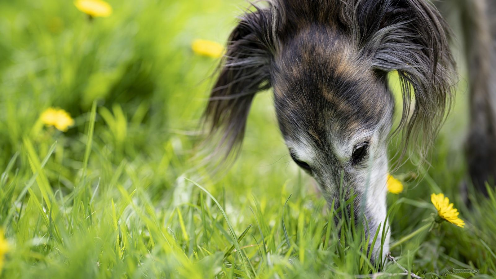A horse grazing in a field of green grass