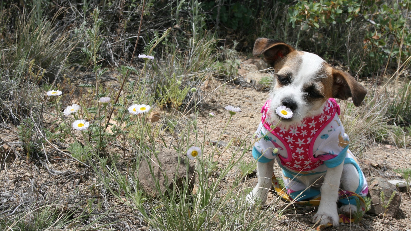 brown and white short coated dog wearing red and white polka dot shirt sitting on green