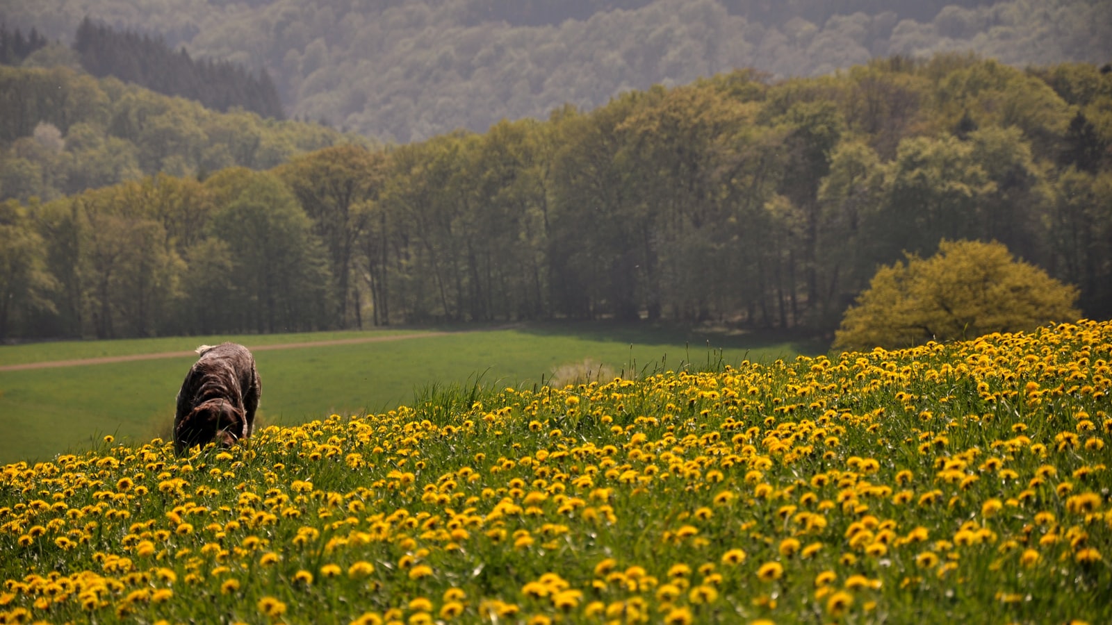 yellow flower field near green trees during daytime