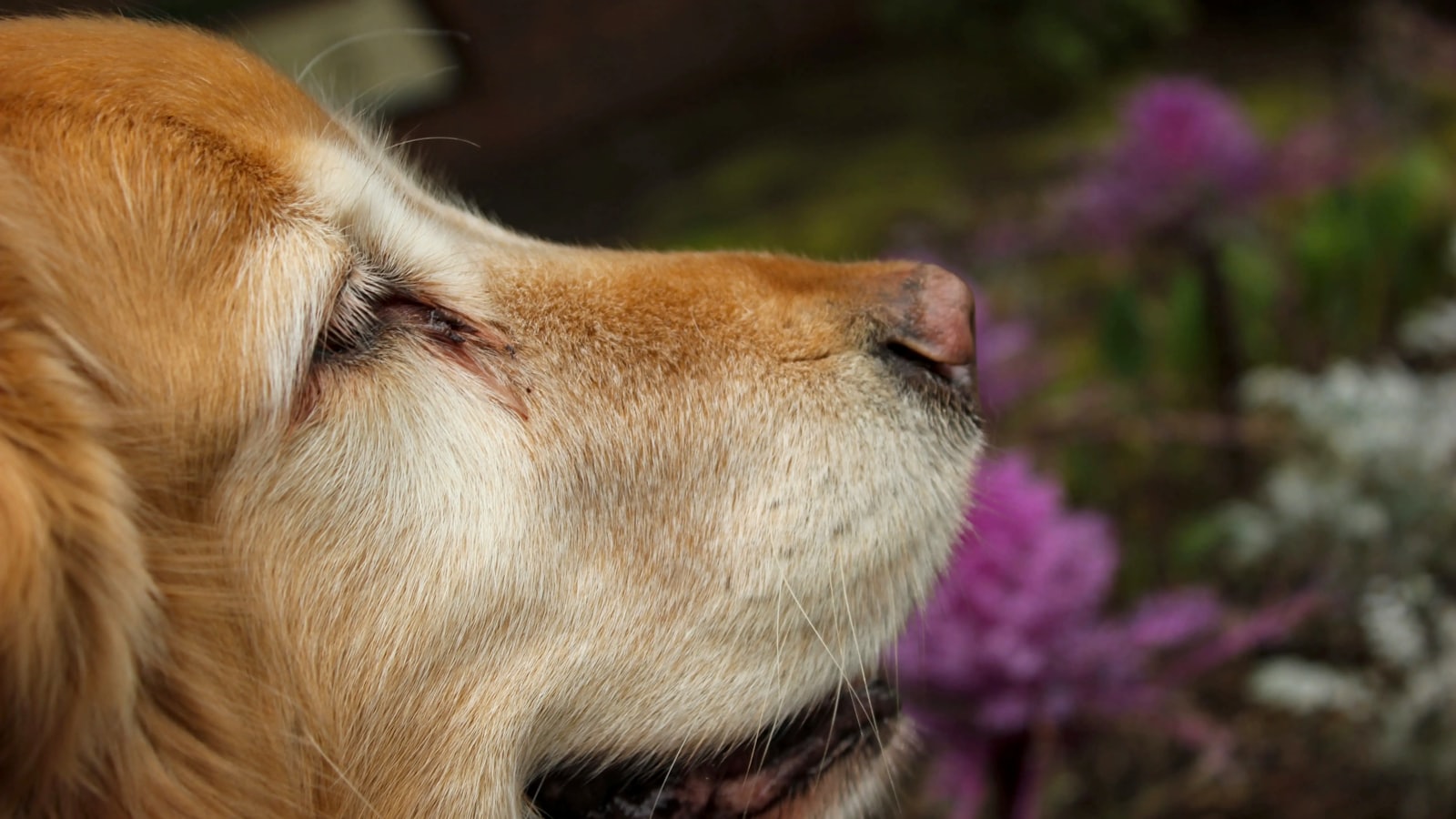 Golden retriever dog is sniffing the flowers.