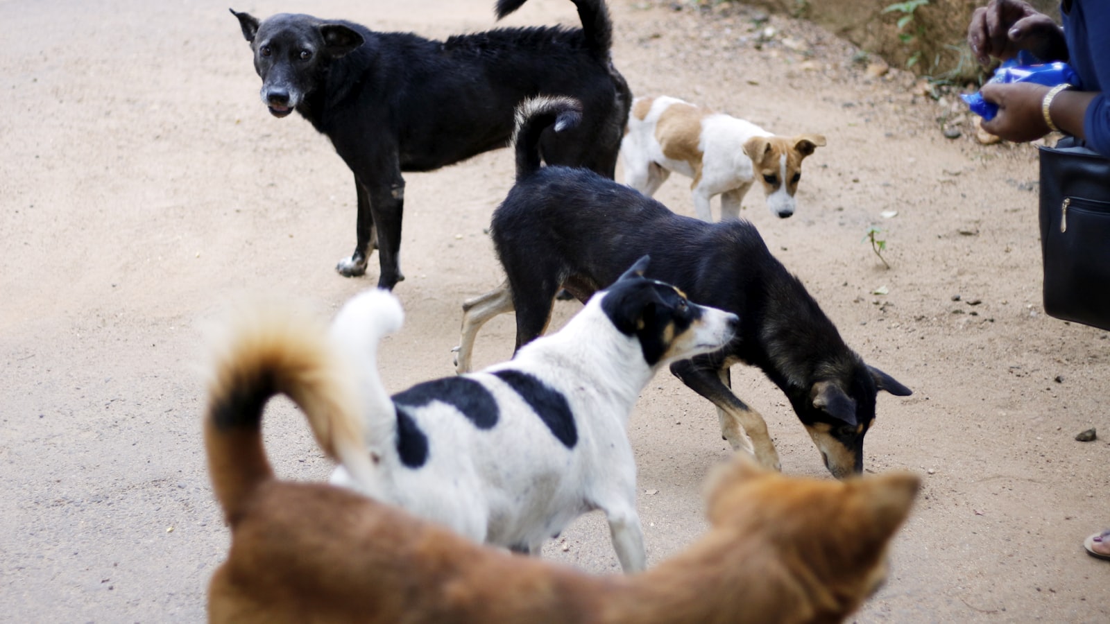 black and white short coated dogs