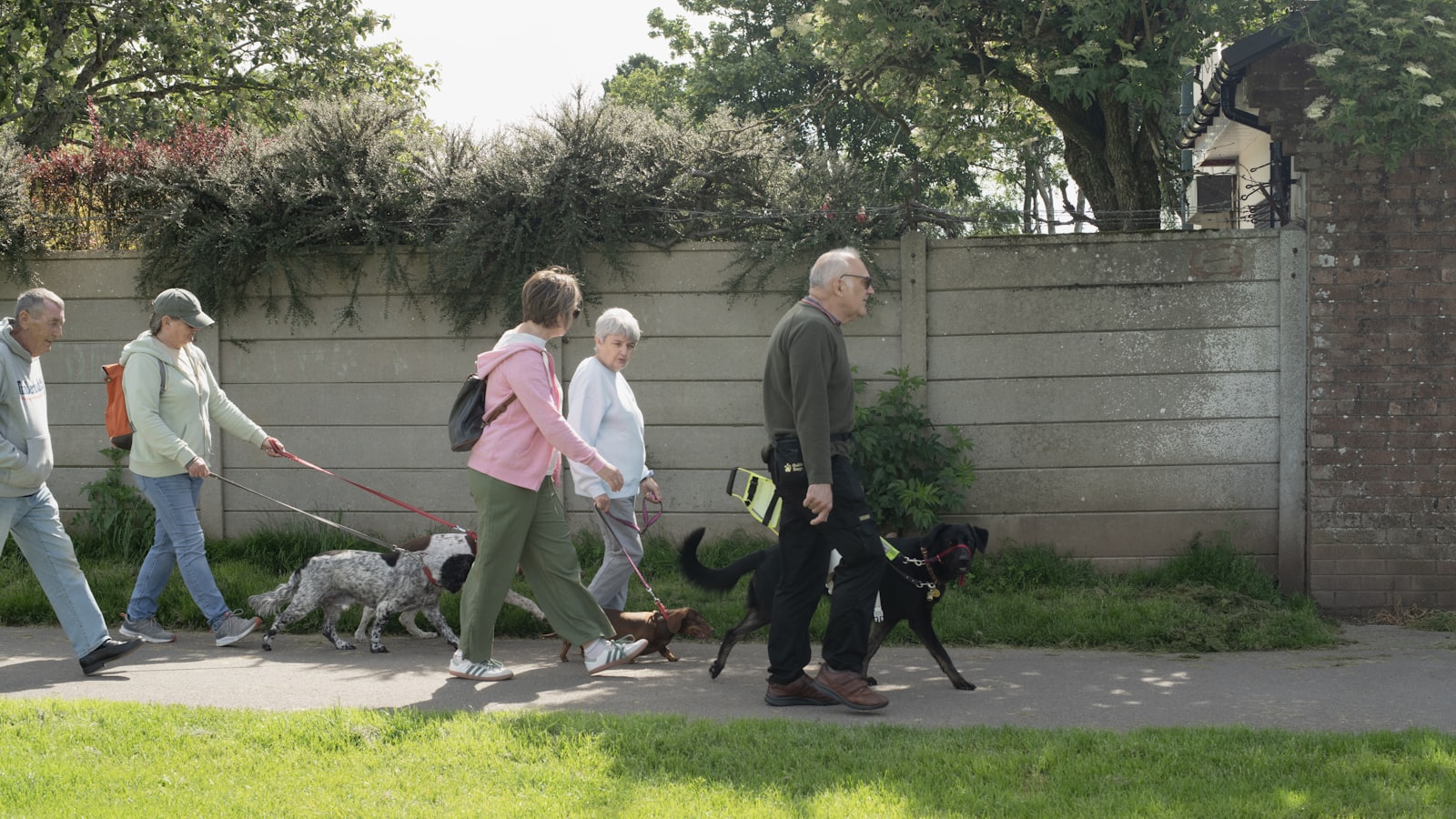 Five older adults walking their dogs on a sidewalk.