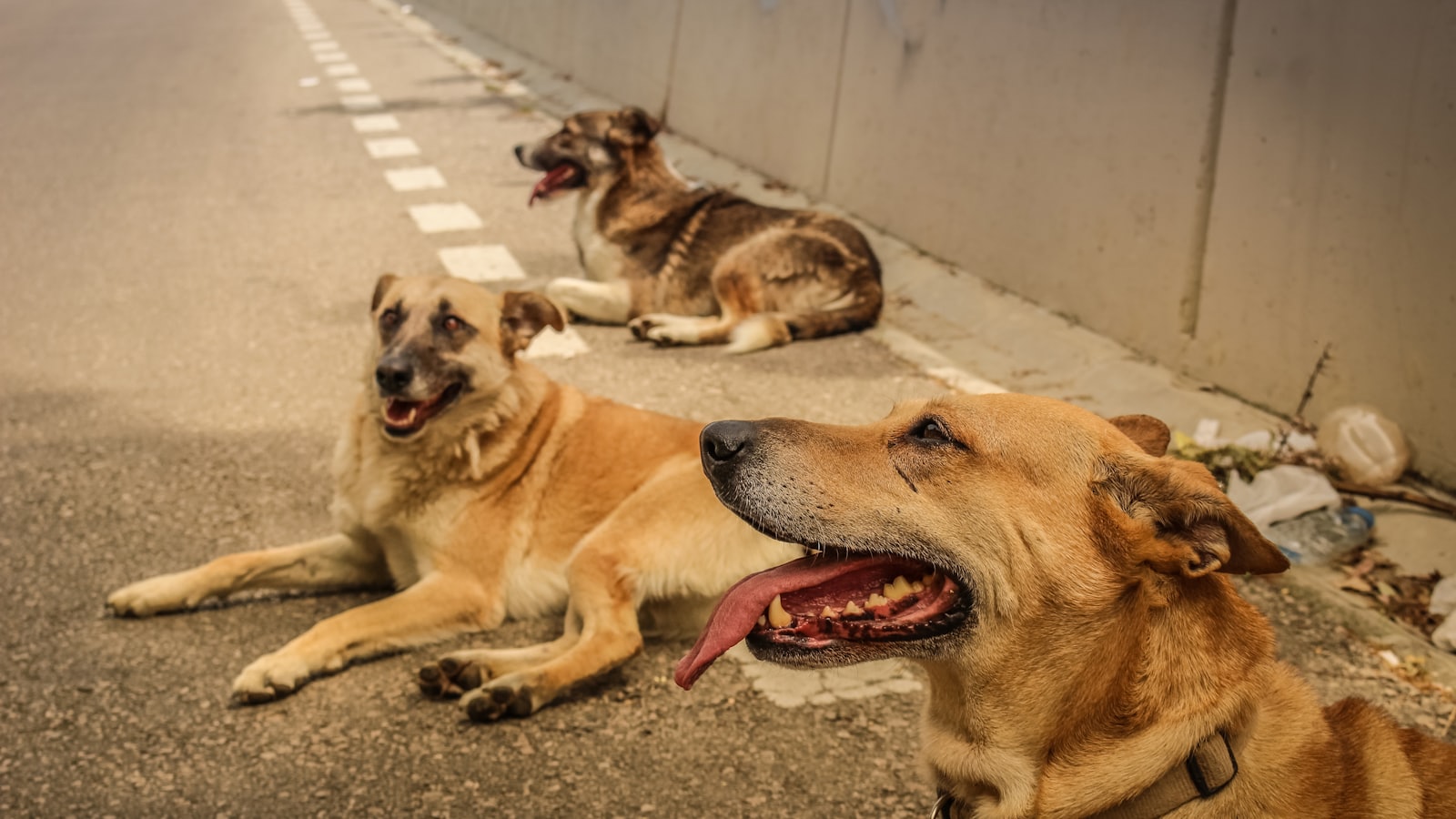 a group of dogs lying on the ground