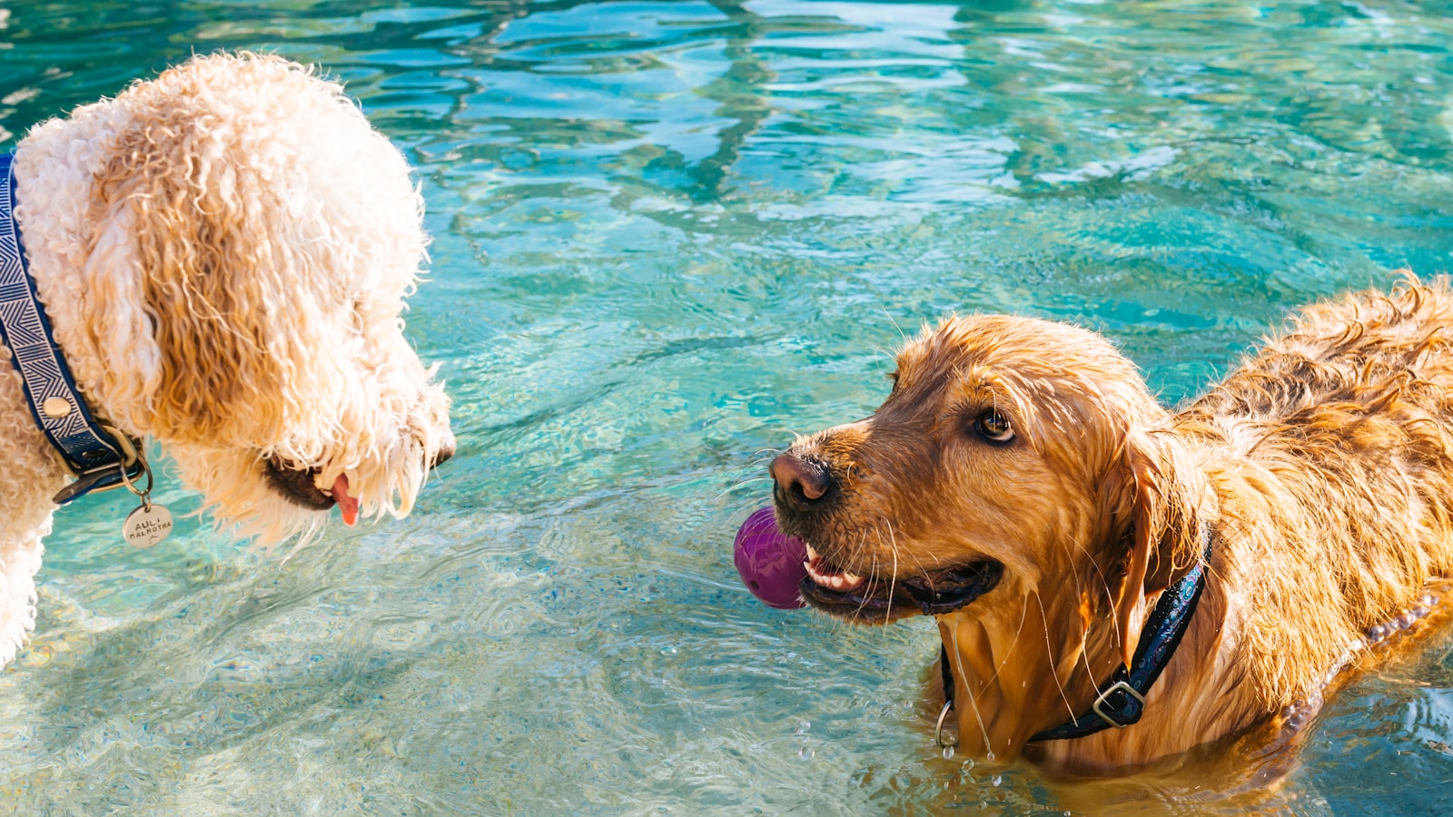 two dogs playing in pool