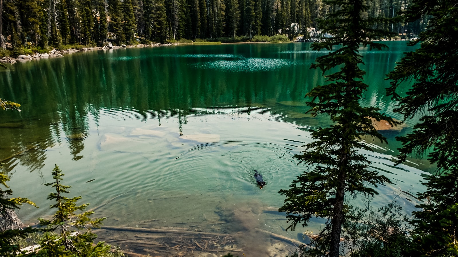 a lake surrounded by trees