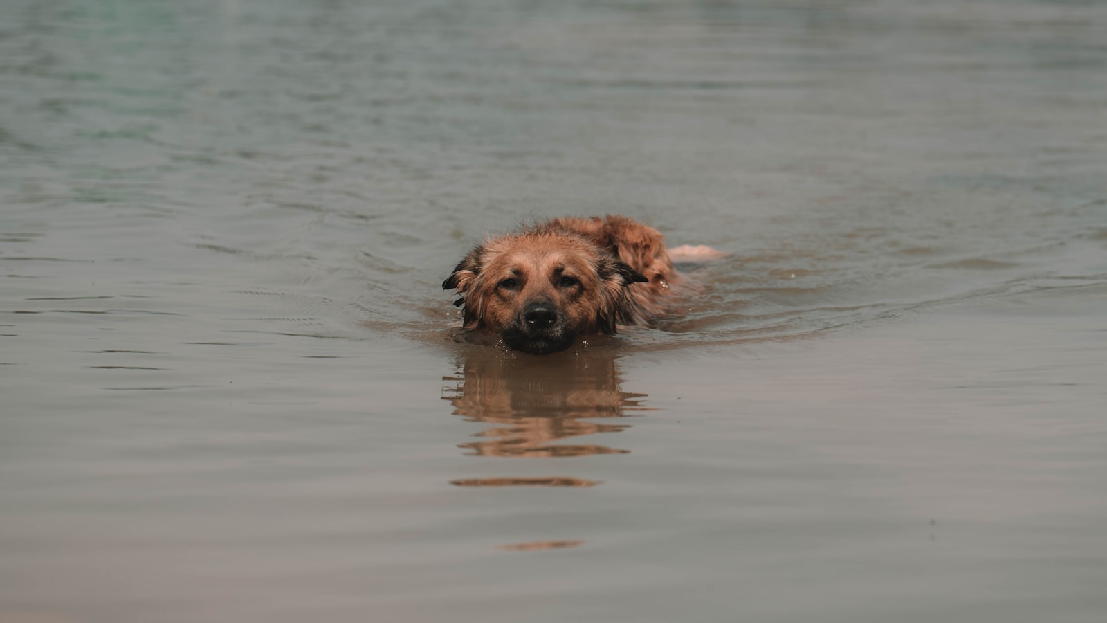 brown long coated dog on water during daytime