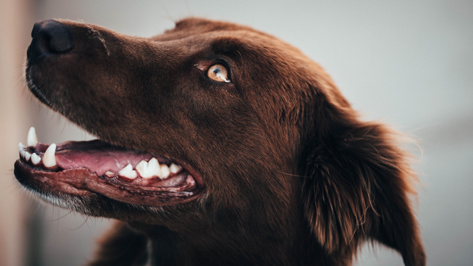 long-coated brown dog