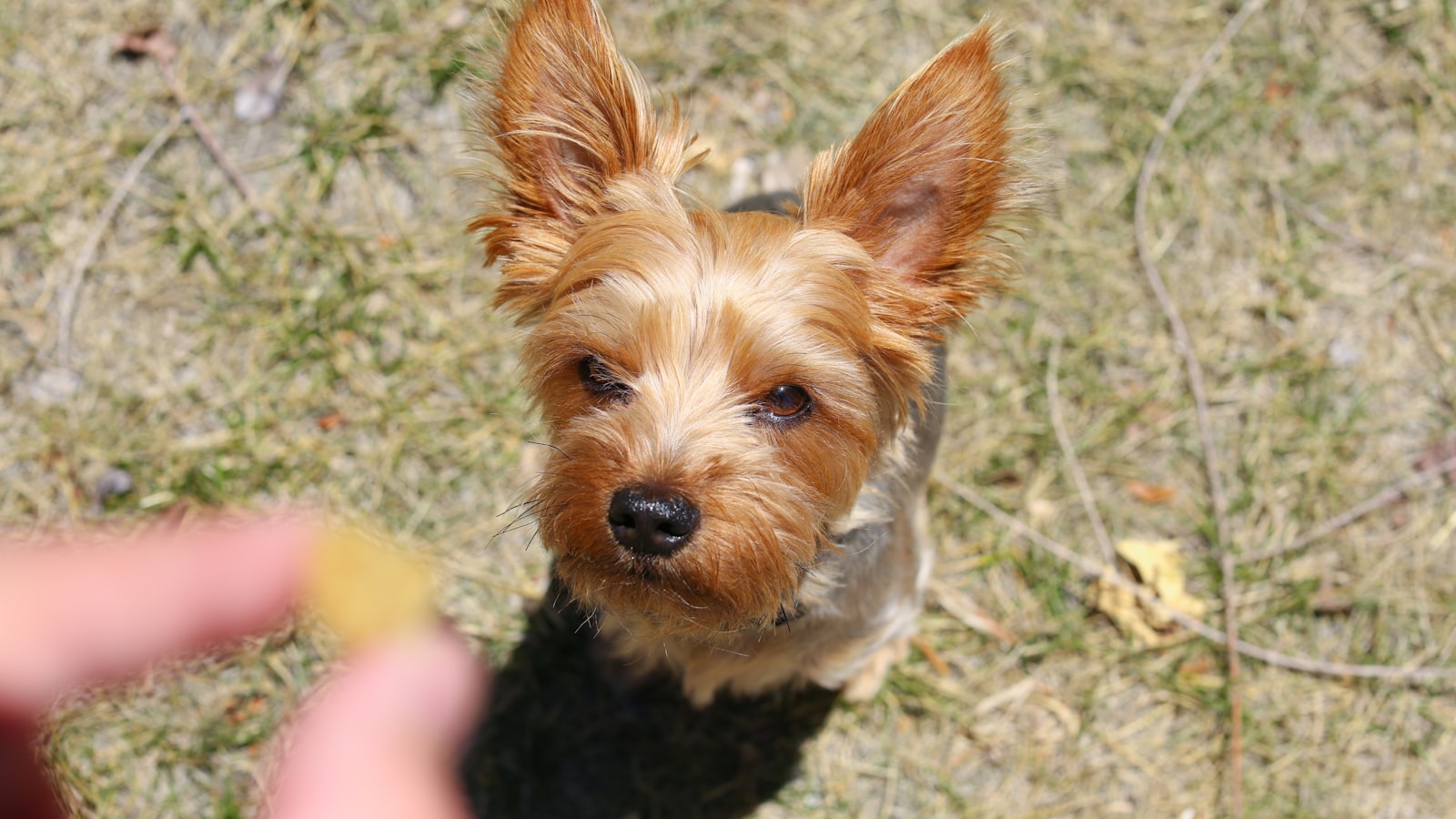 a small dog looking at the camera