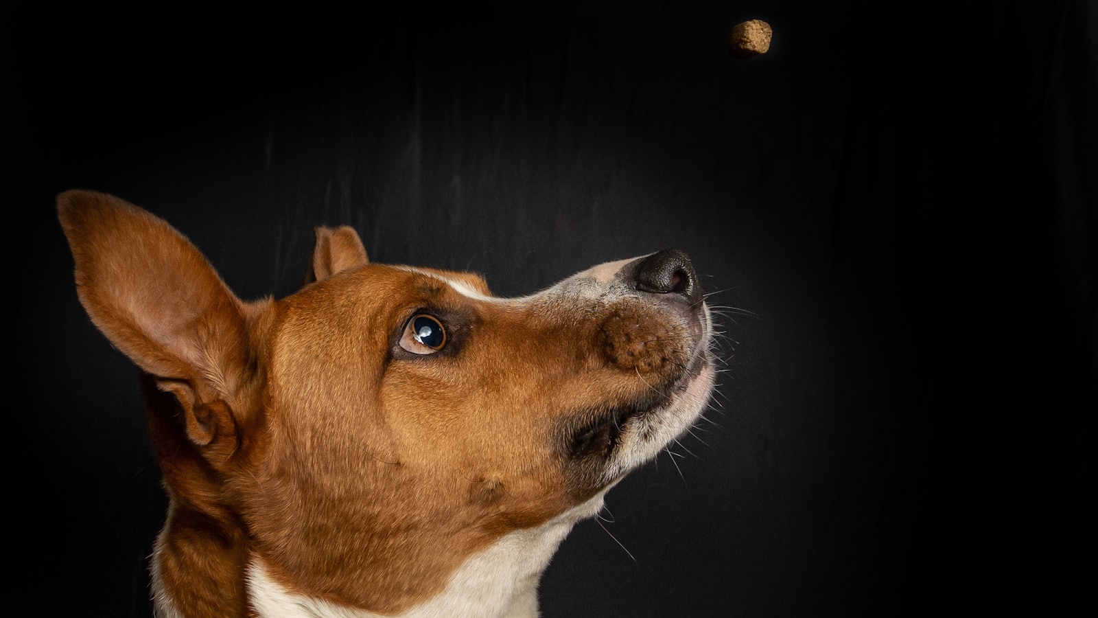 short-coated brown and white dog looking up