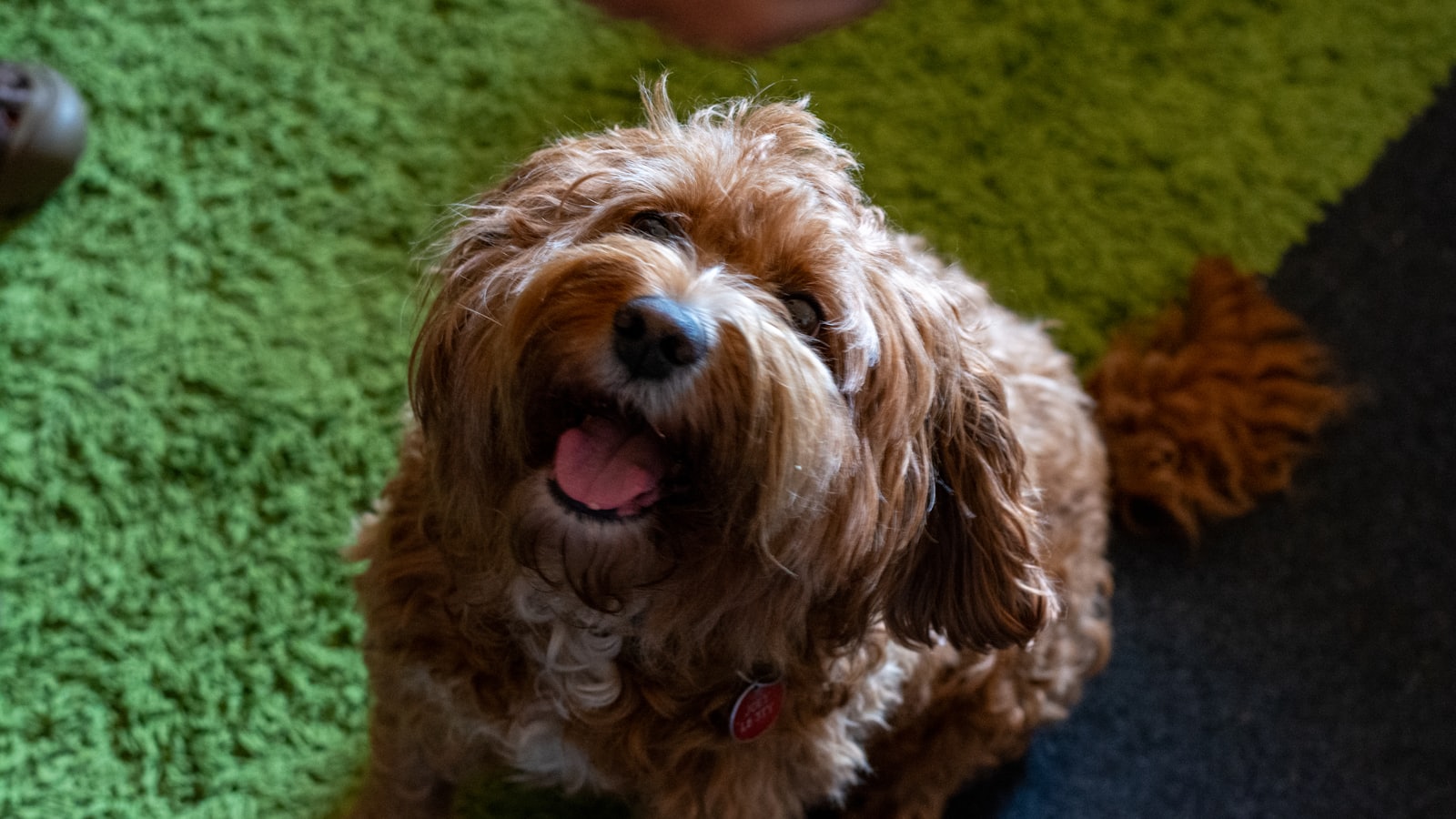 A happy brown dog looking up expectantly
