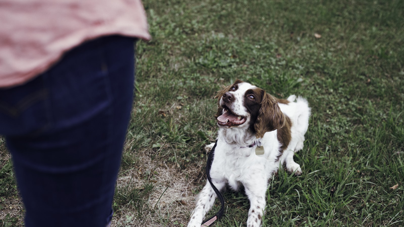 white and brown short coat medium dog on green grass field during daytime
