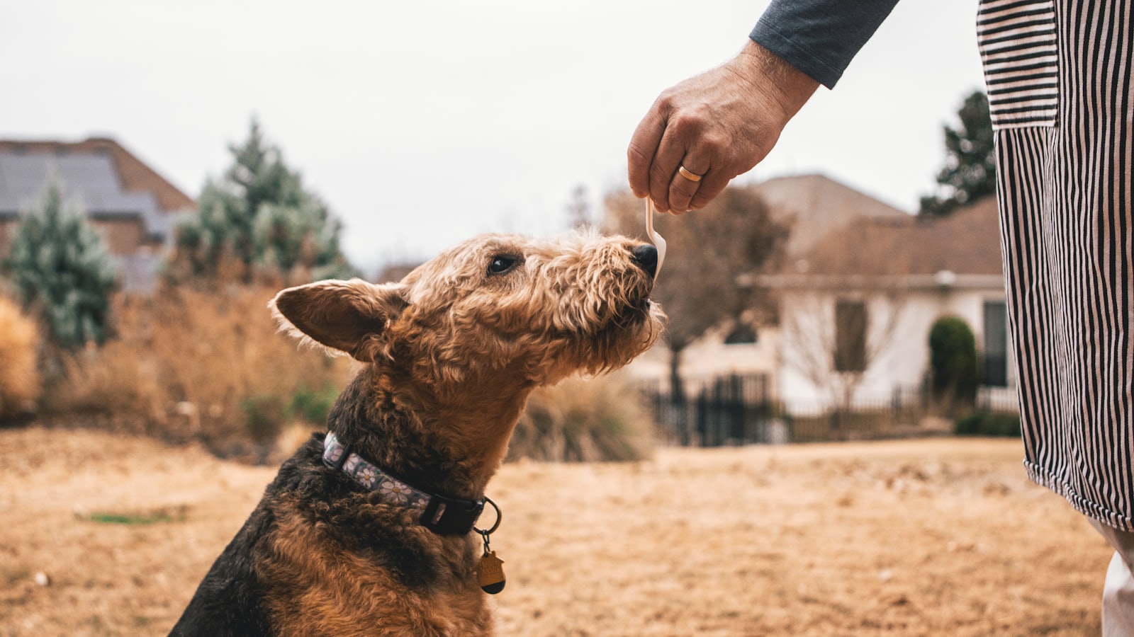 black and brown Yorkshire Terrier