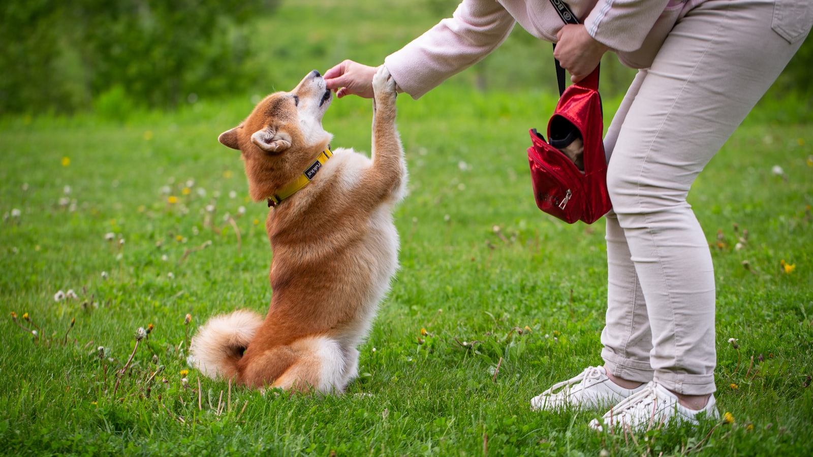 person in white pants and brown jacket holding brown and white short coated dog on green