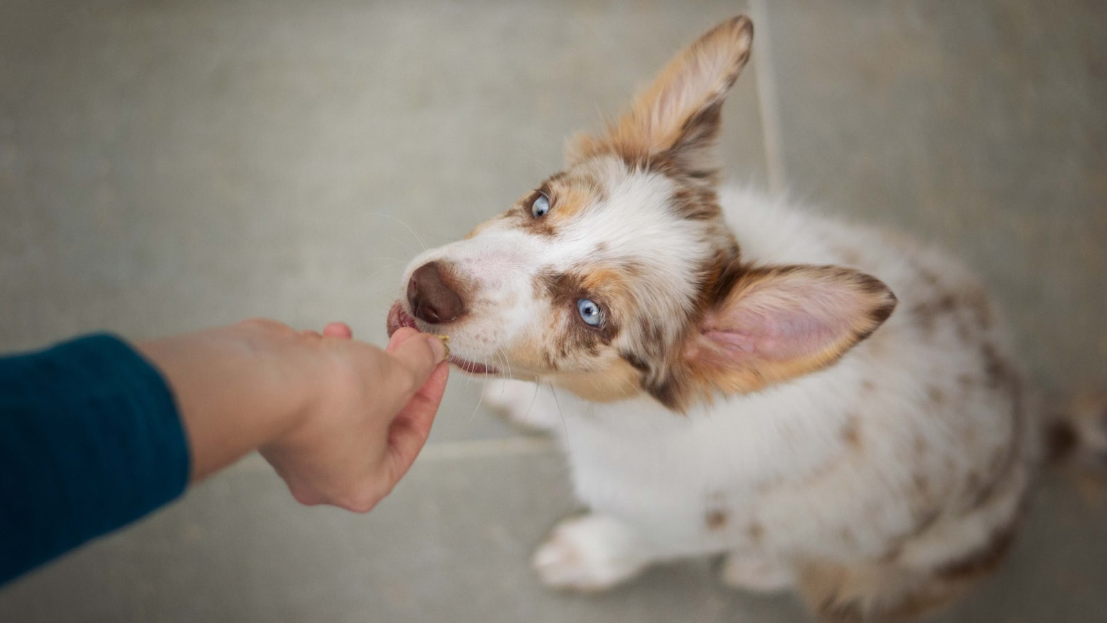 a small dog being fed by a person
