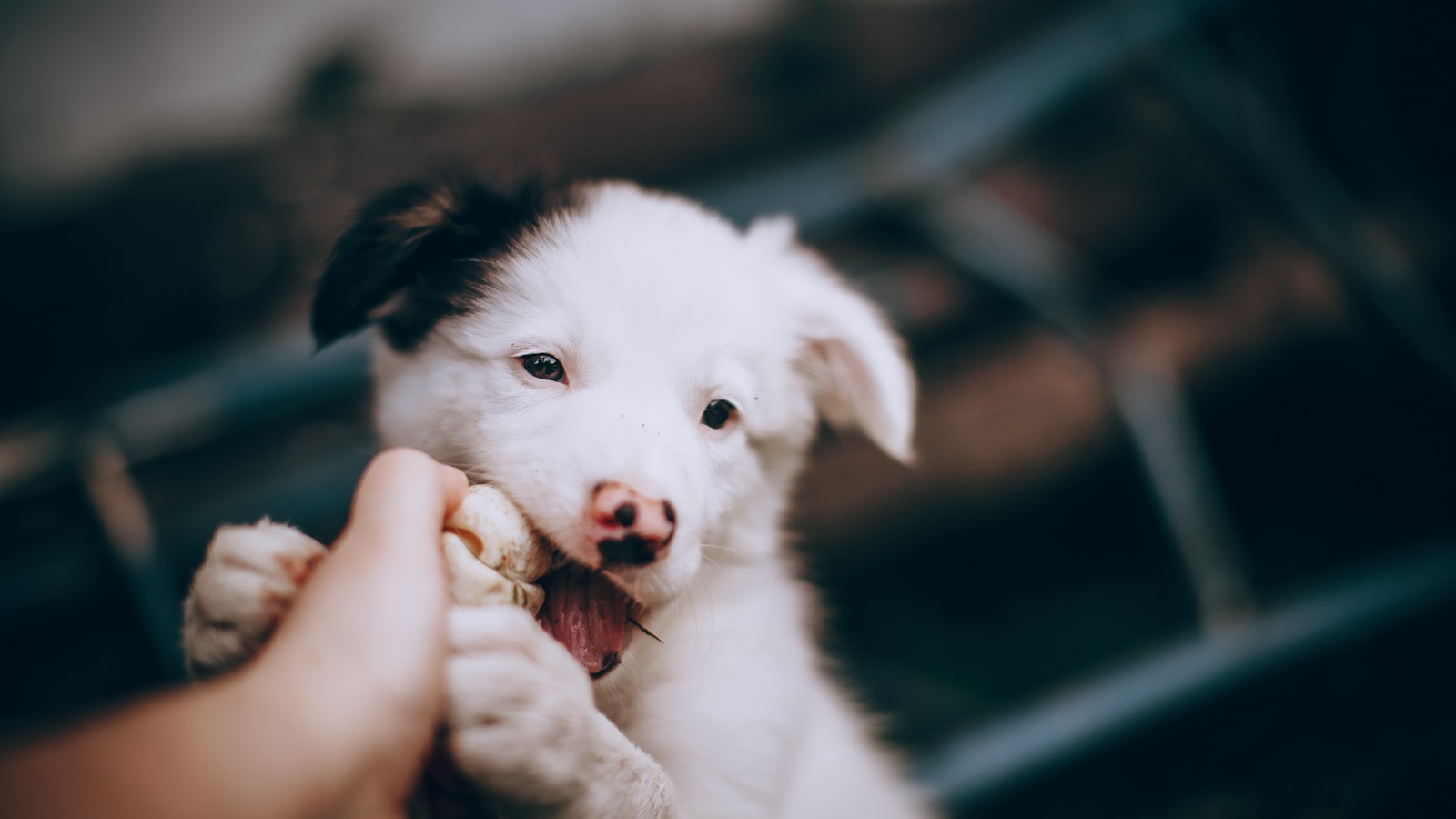white and black border collie puppy