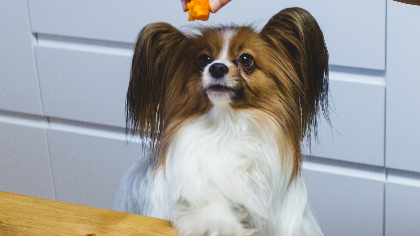 a small brown and white dog sitting on top of a wooden table