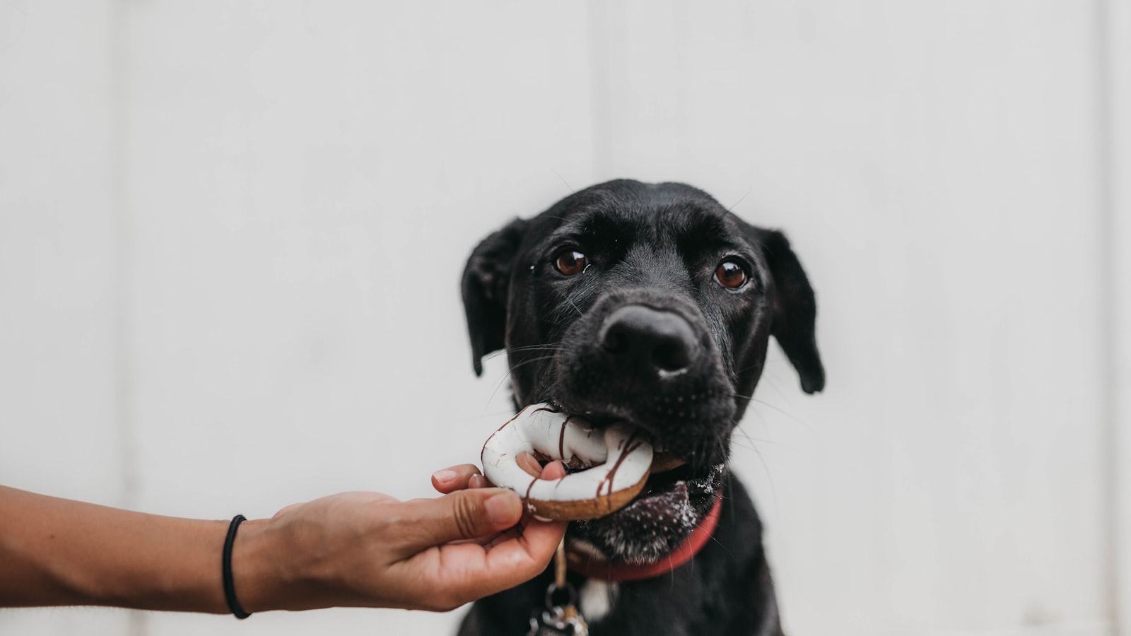 puppy biting brown toy while person grabbing it