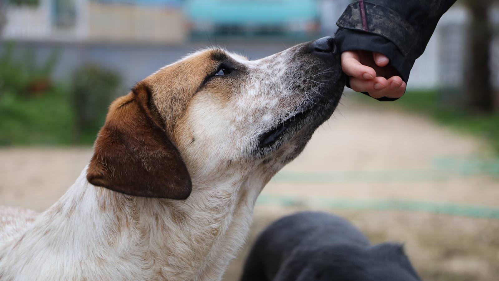 white and brown short coated dog smelling person's hand