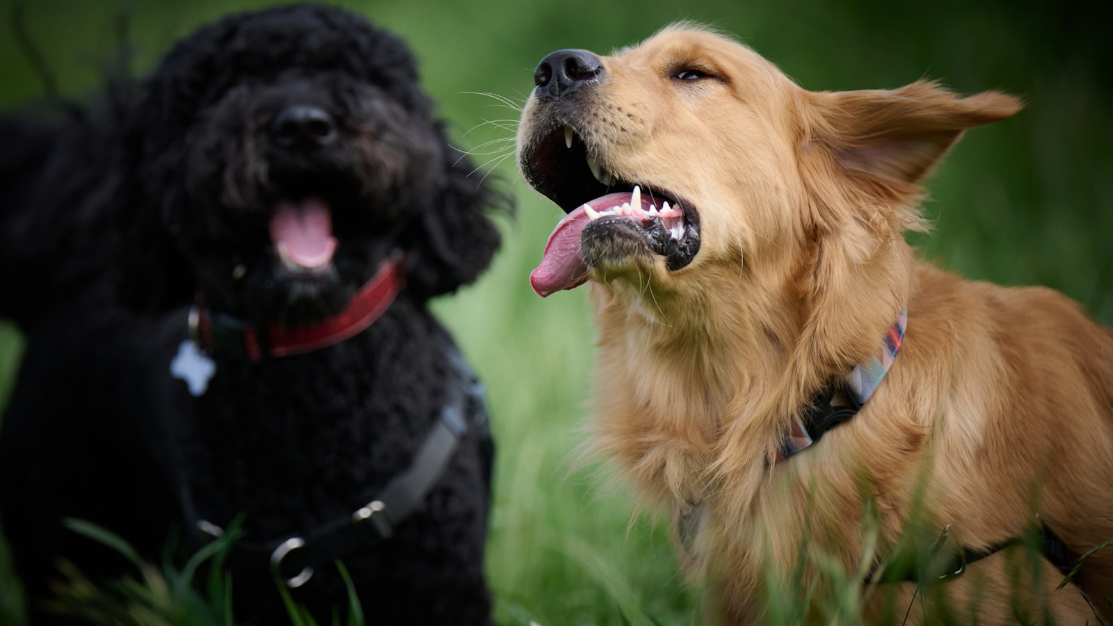 a couple of dogs in the grass