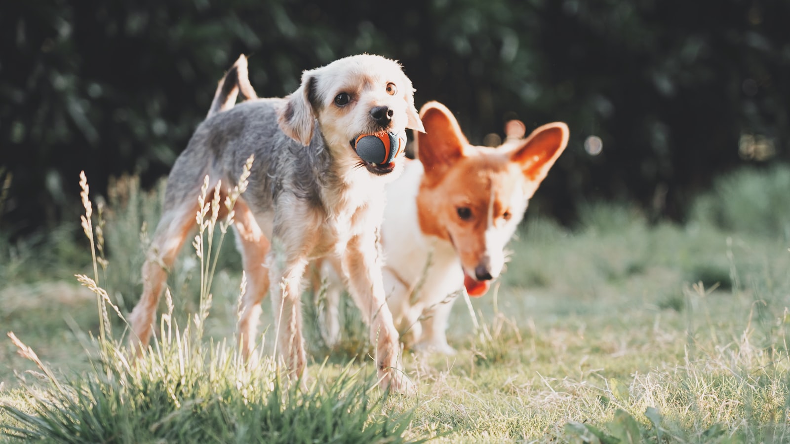 two dogs playing on open field