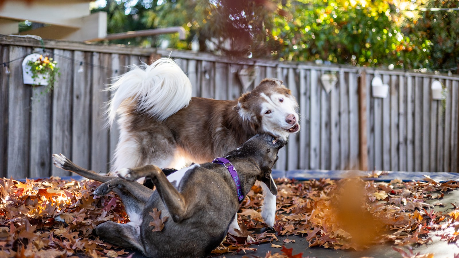 two dogs playing with each other in the leaves