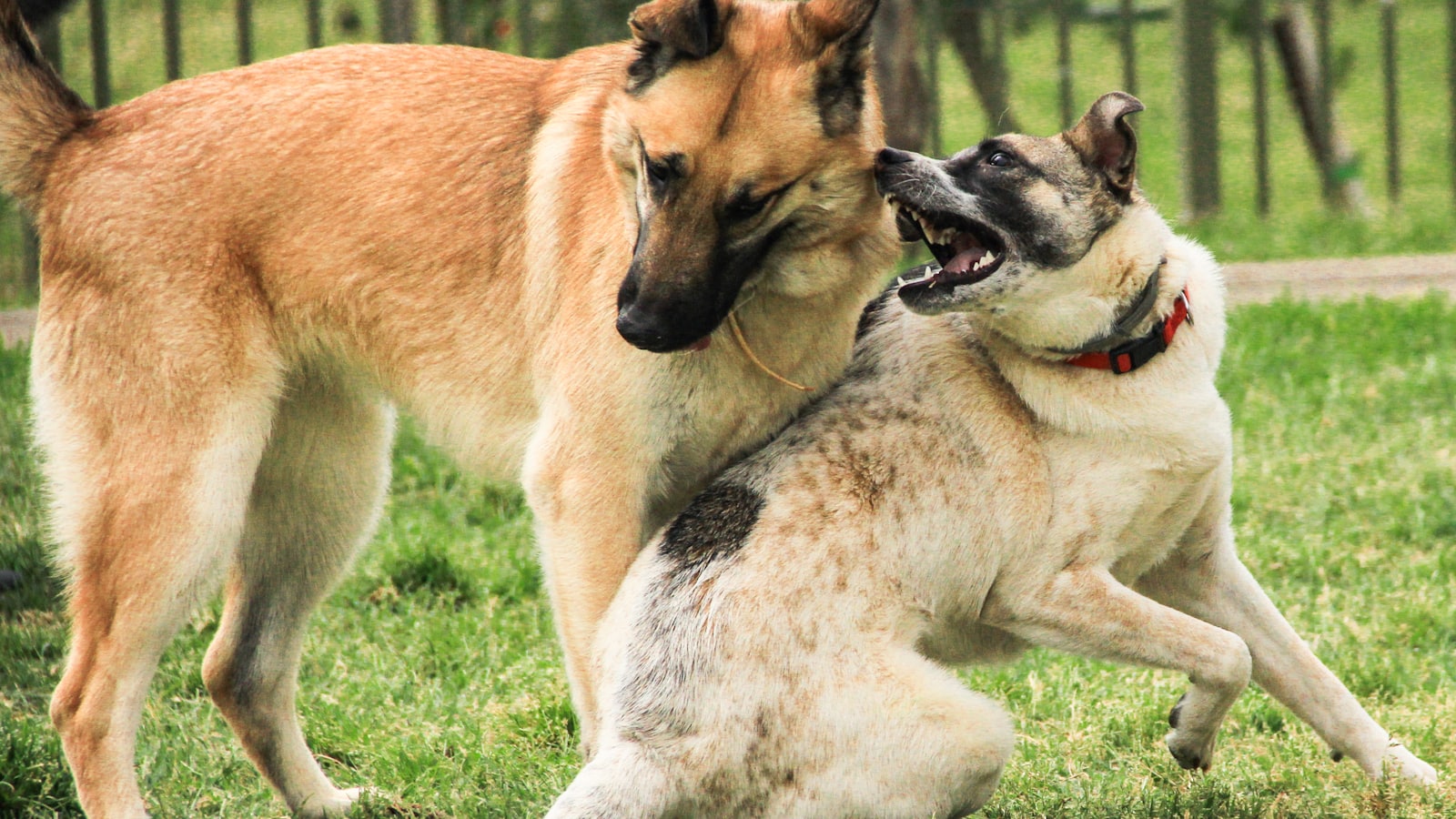 brown and white dogs on green grass field during daytime
