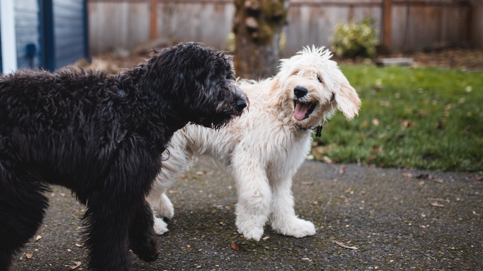 two black and white dogs walking at pathway