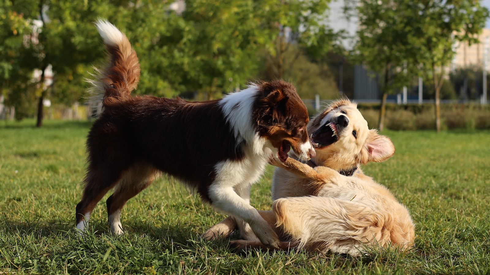 Two dogs playing together on a grassy field.