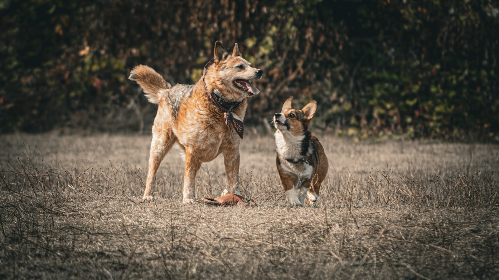 A couple of dogs standing on top of a grass covered field