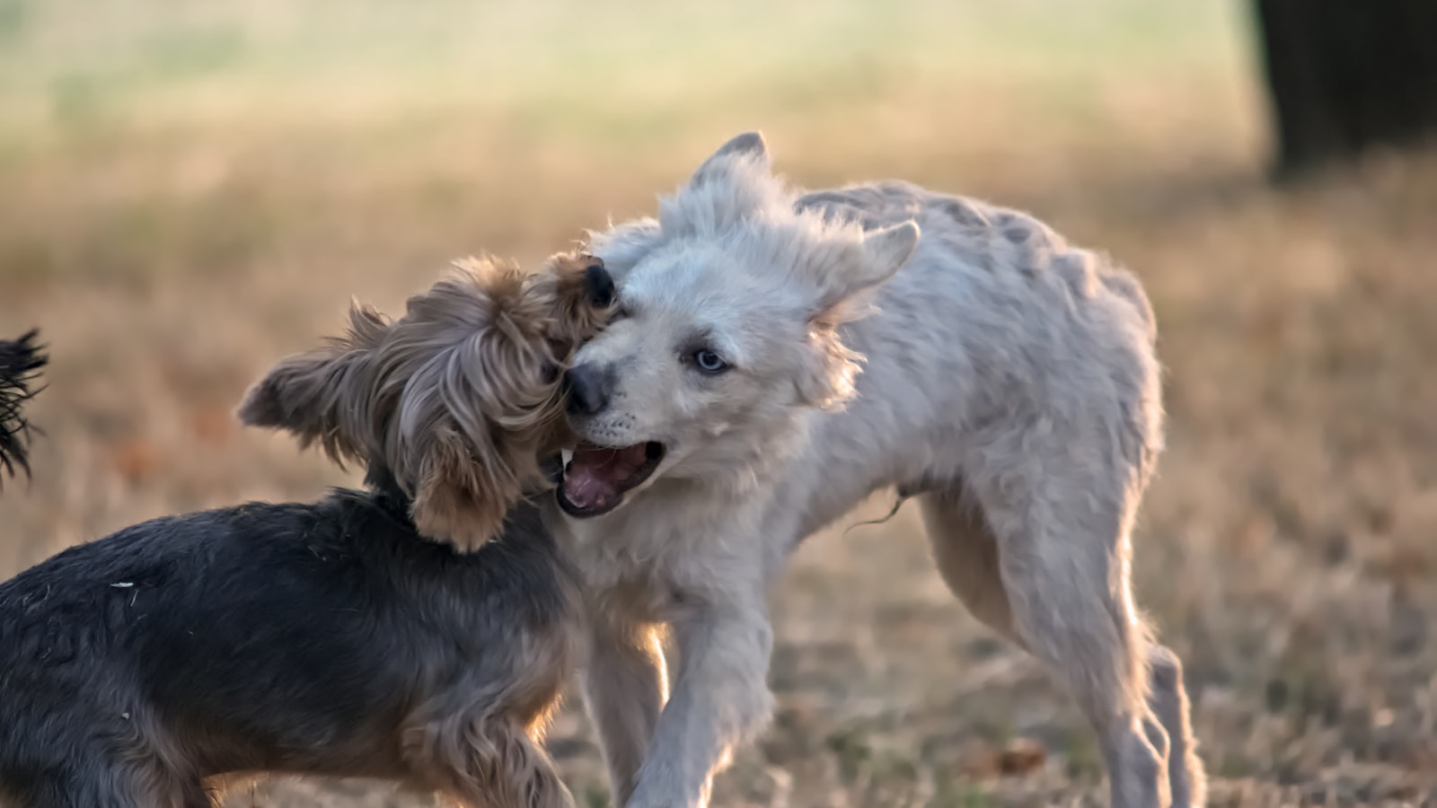 Two small dogs playing in a grassy field