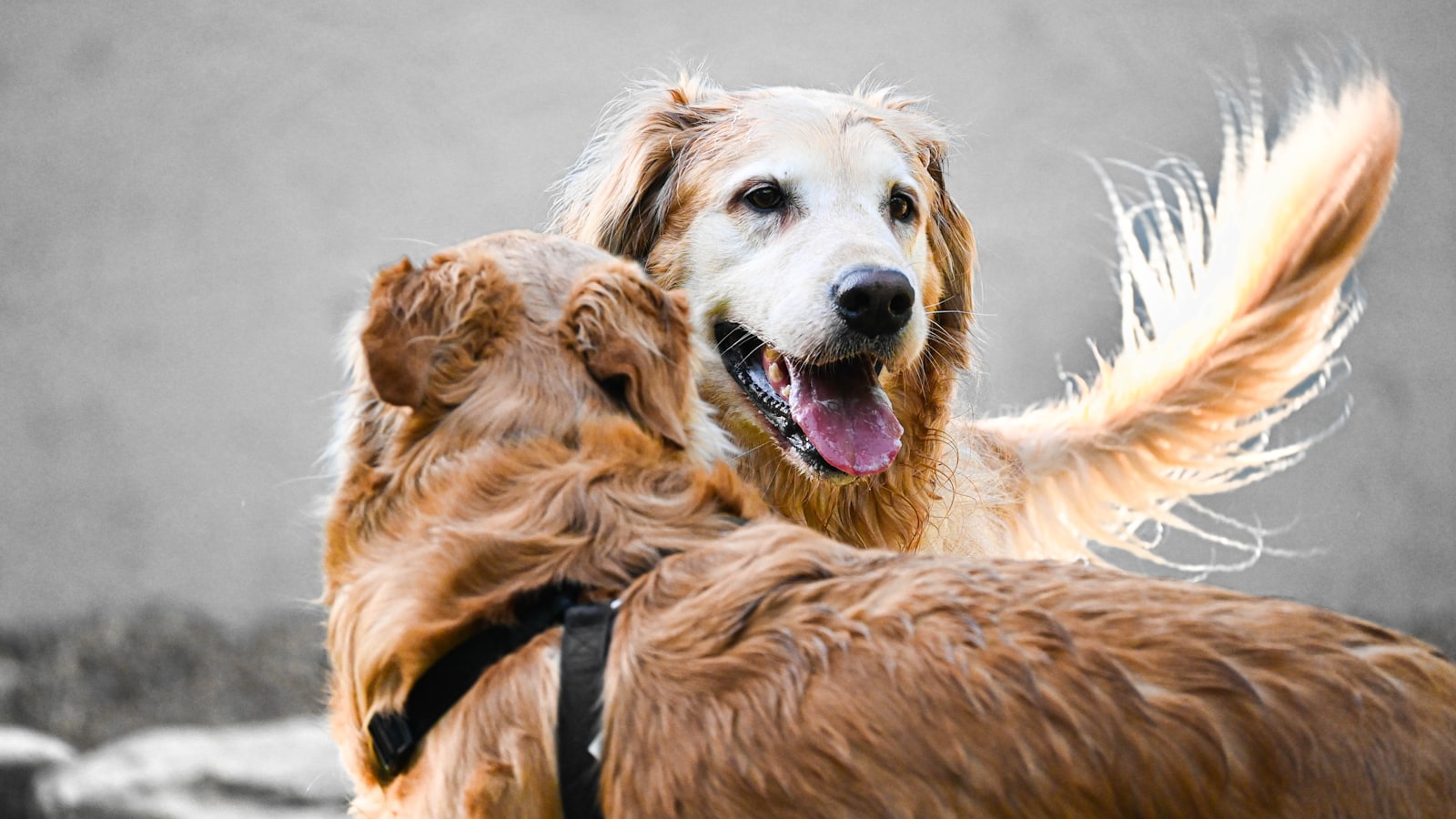 a couple of dogs standing next to each other