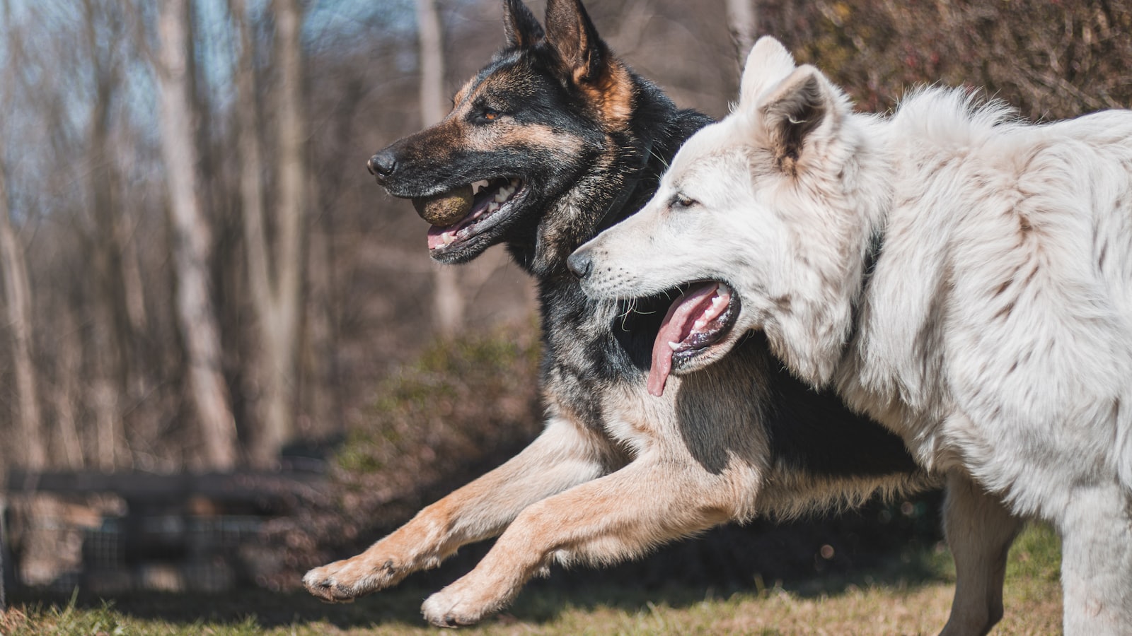 two dogs playing with each other in the grass