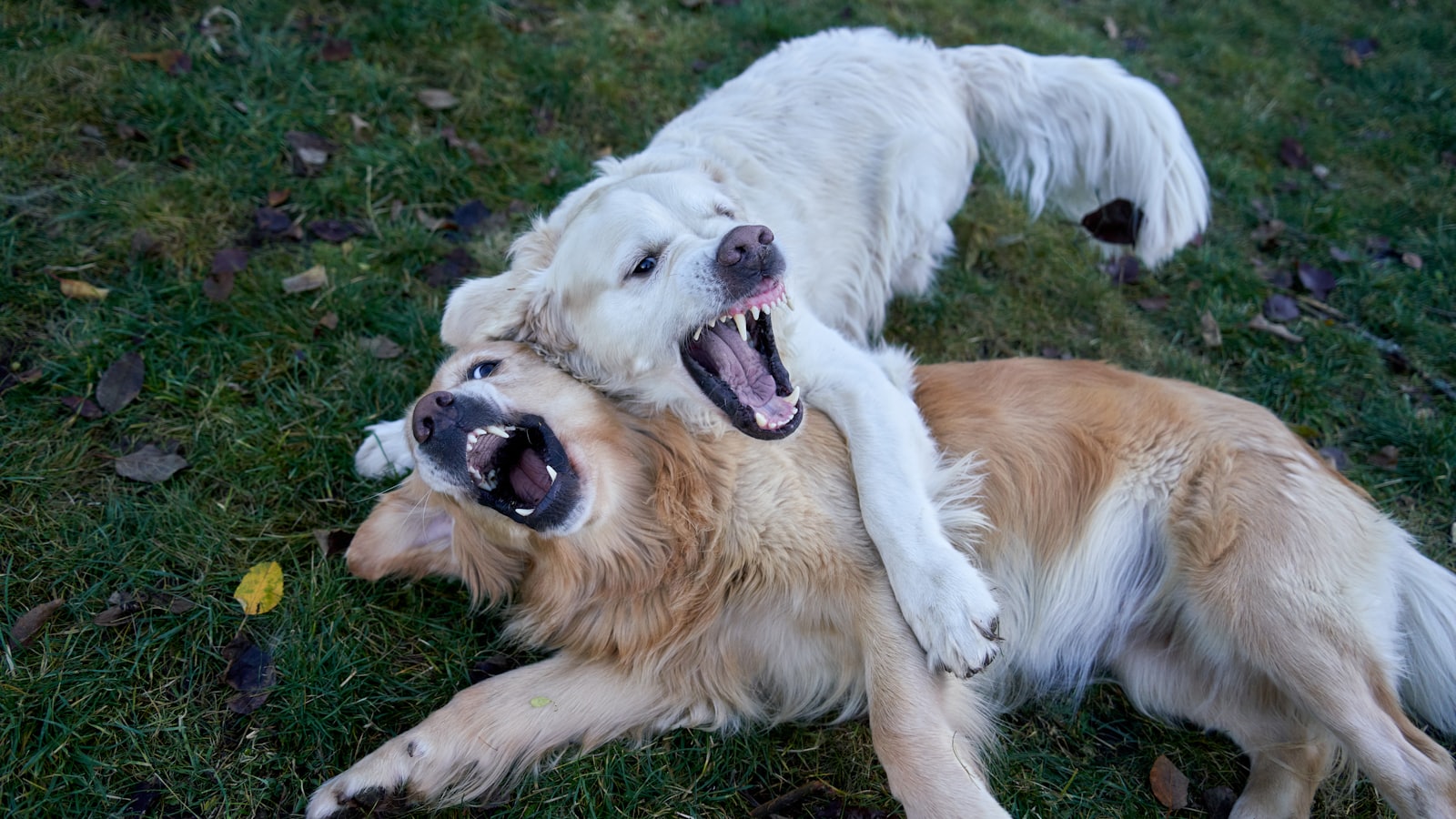 Two golden retrievers playing rough on grass
