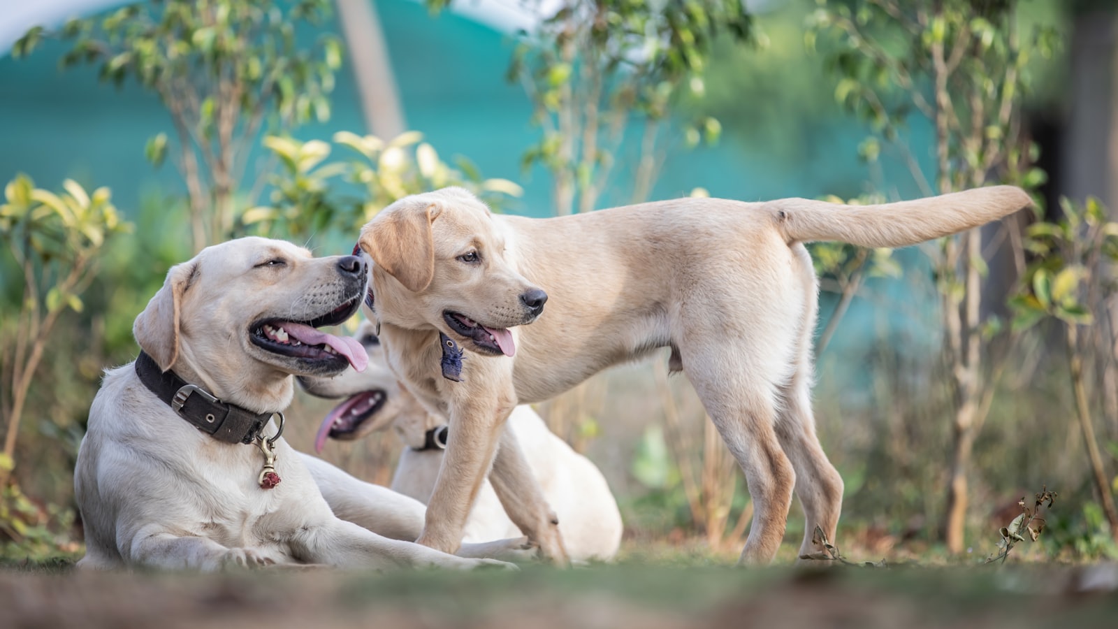 two dogs playing with each other in the grass