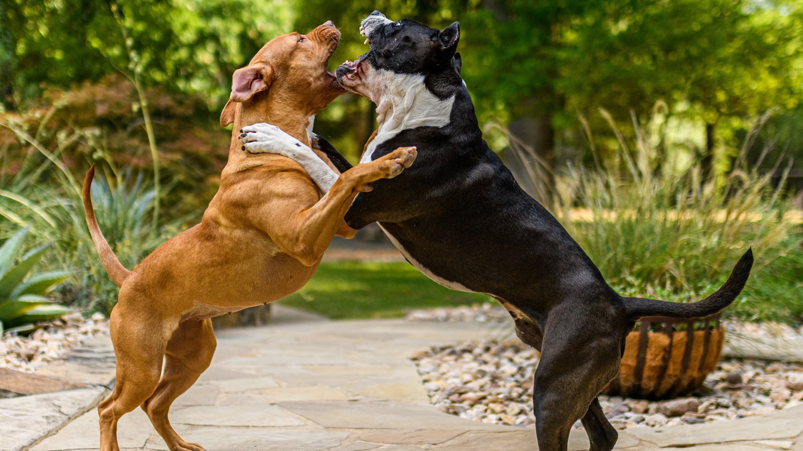 two dogs fighting with a basket