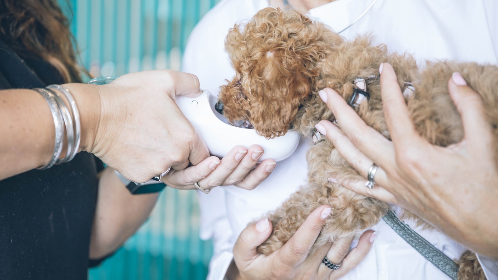 person carrying and feeding brown toy poodle
