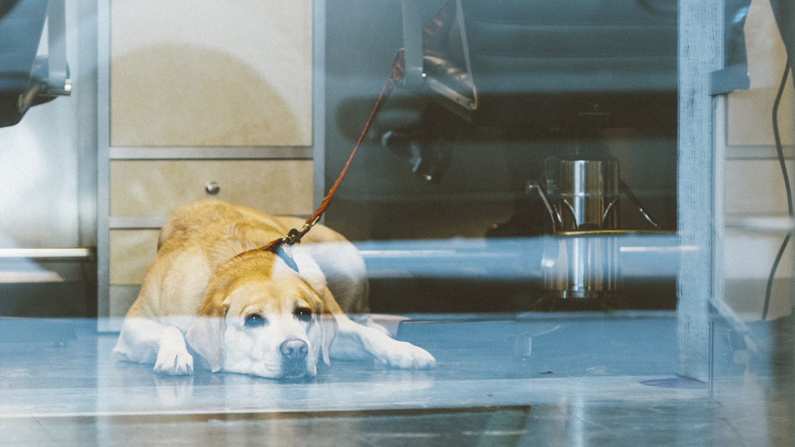 yellow labrador retriever lying on floor