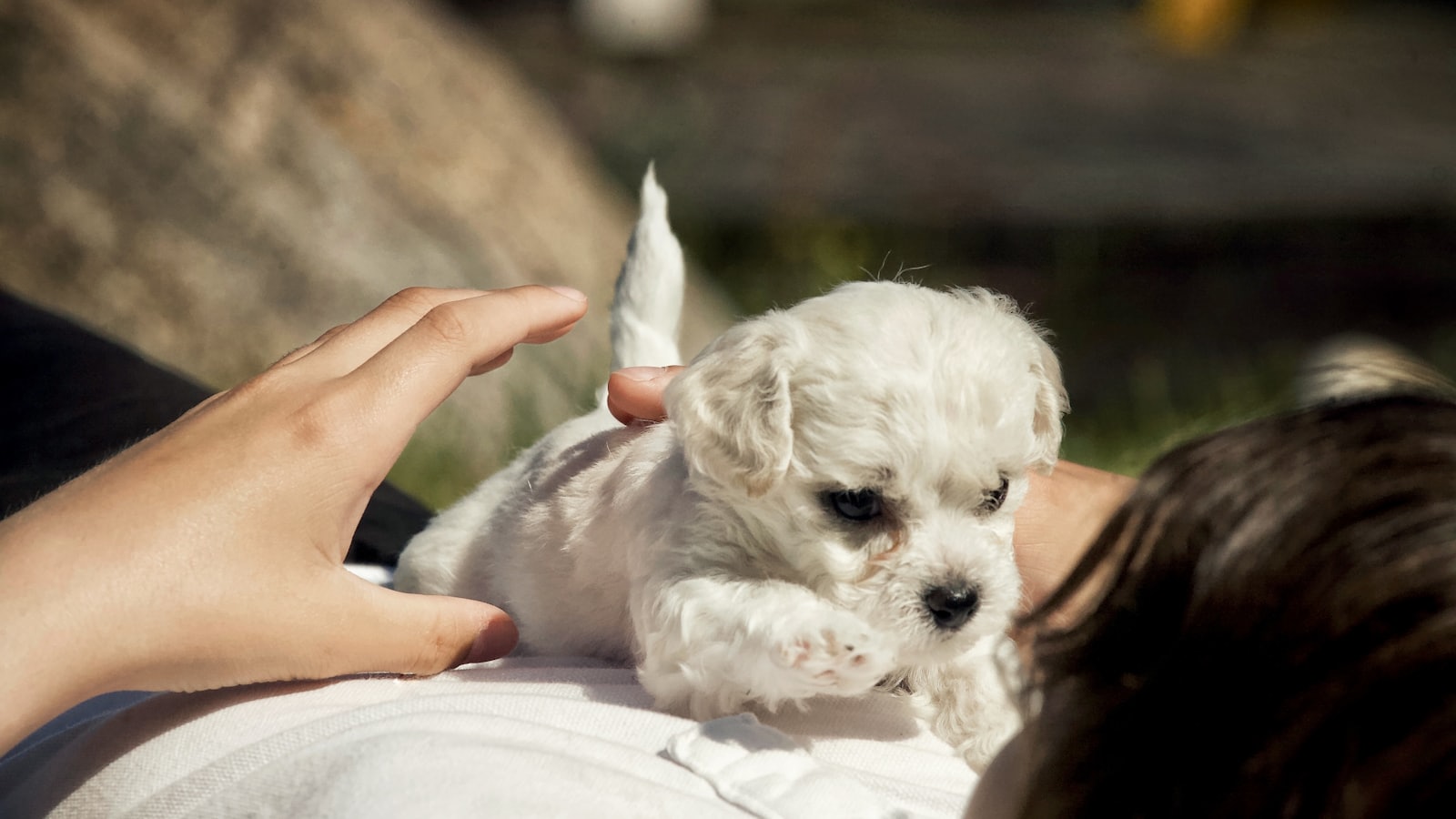 a small white dog being held by a person